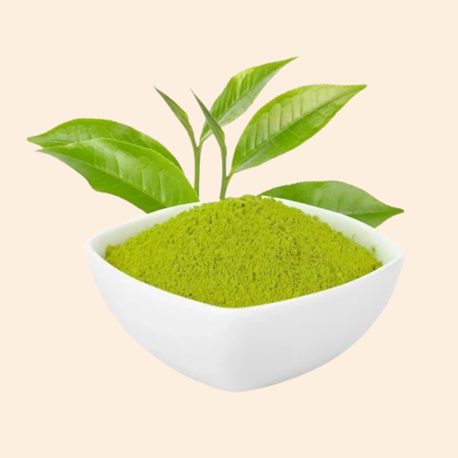Green Tea Dry Extract Green Tea Dry Extract
